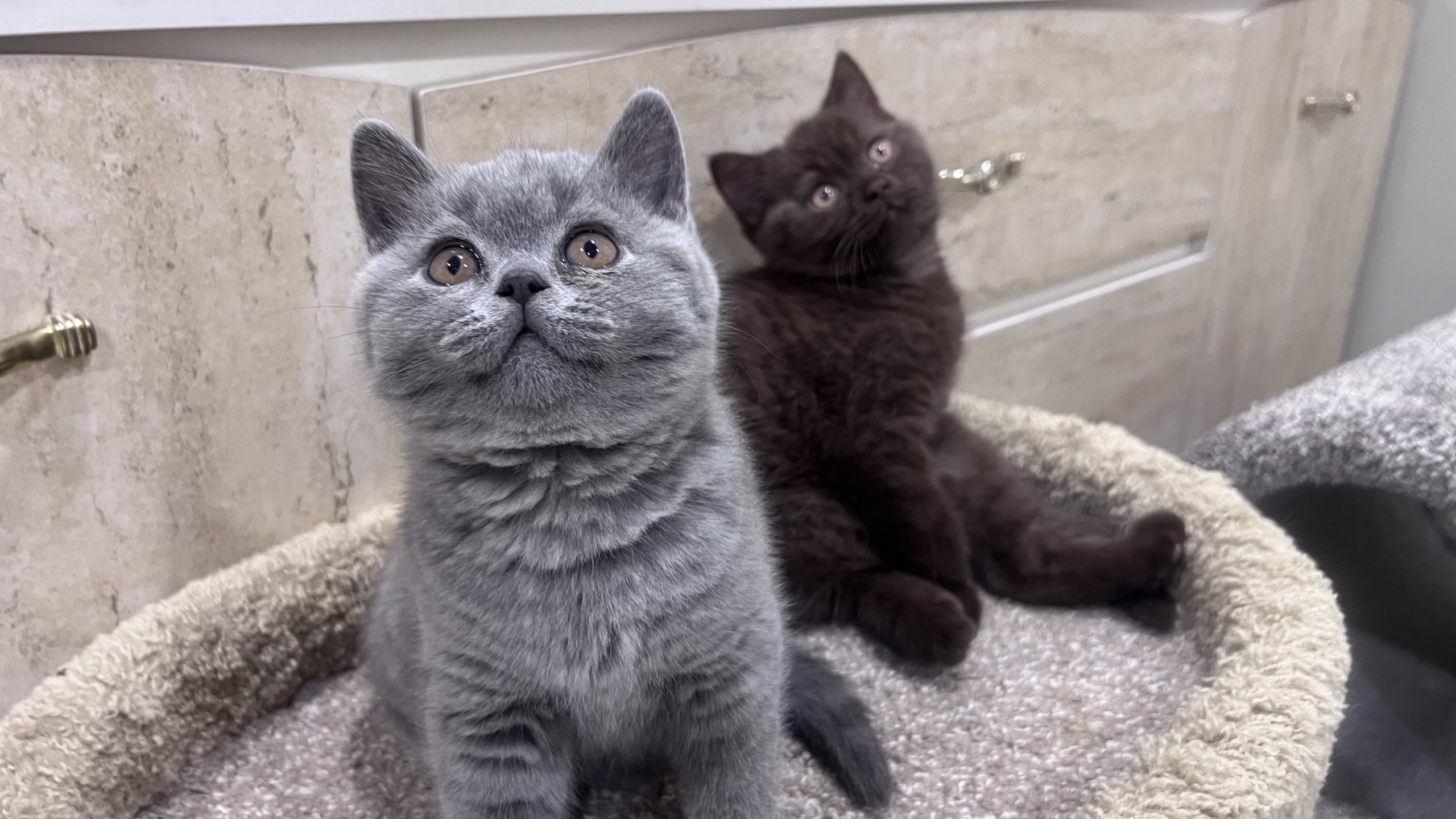 British Shorthair Kitten – Male – 00404