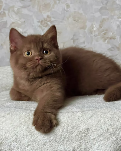 British Shorthair Kitten – Female – 00402