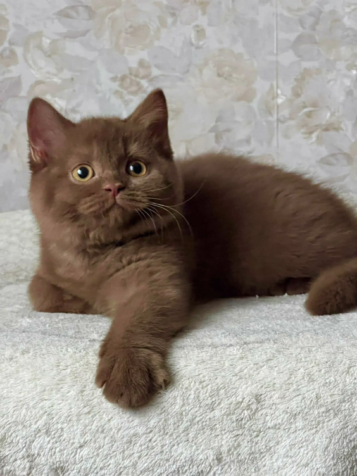 British Shorthair Kitten – Female – 00402