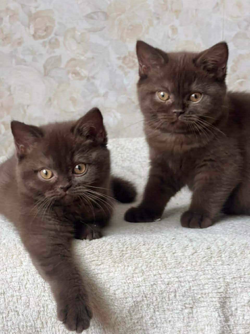 British Shorthair Kitten – Female – 00401 - Image 2