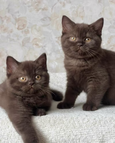 British Shorthair Kitten – Female – 00401