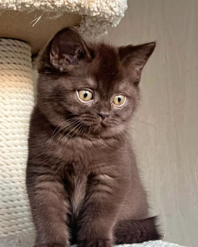 British Shorthair Kitten – Male – 00400