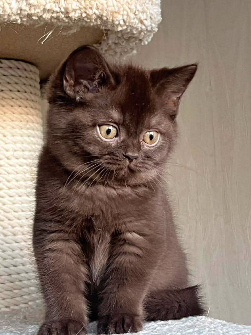 British Shorthair Kitten – Male – 00400