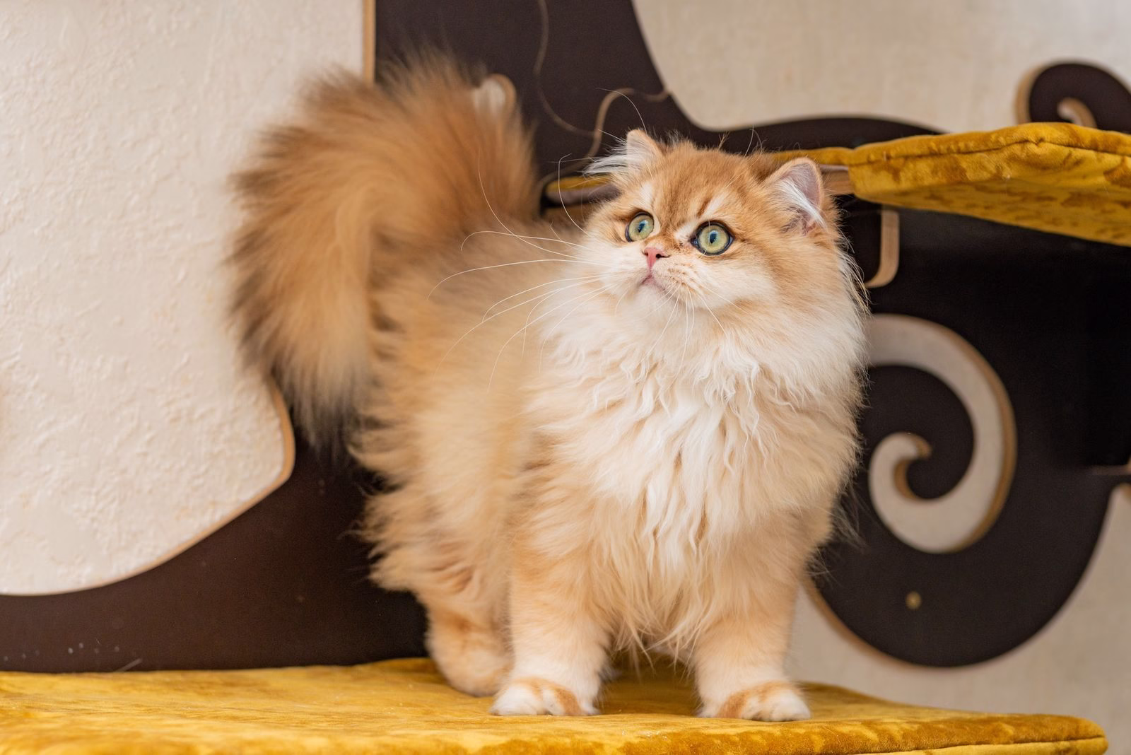 British Longhair Kitten – Male – 00396 - Image 2