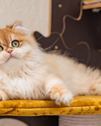 British Longhair Kitten – Male – 00396