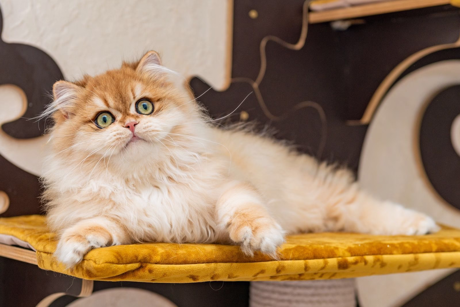 British Longhair Kitten – Male – 00396