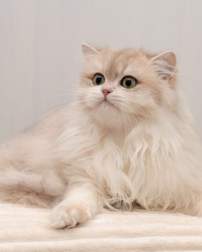 British Longhair Kitten – Male – 00397