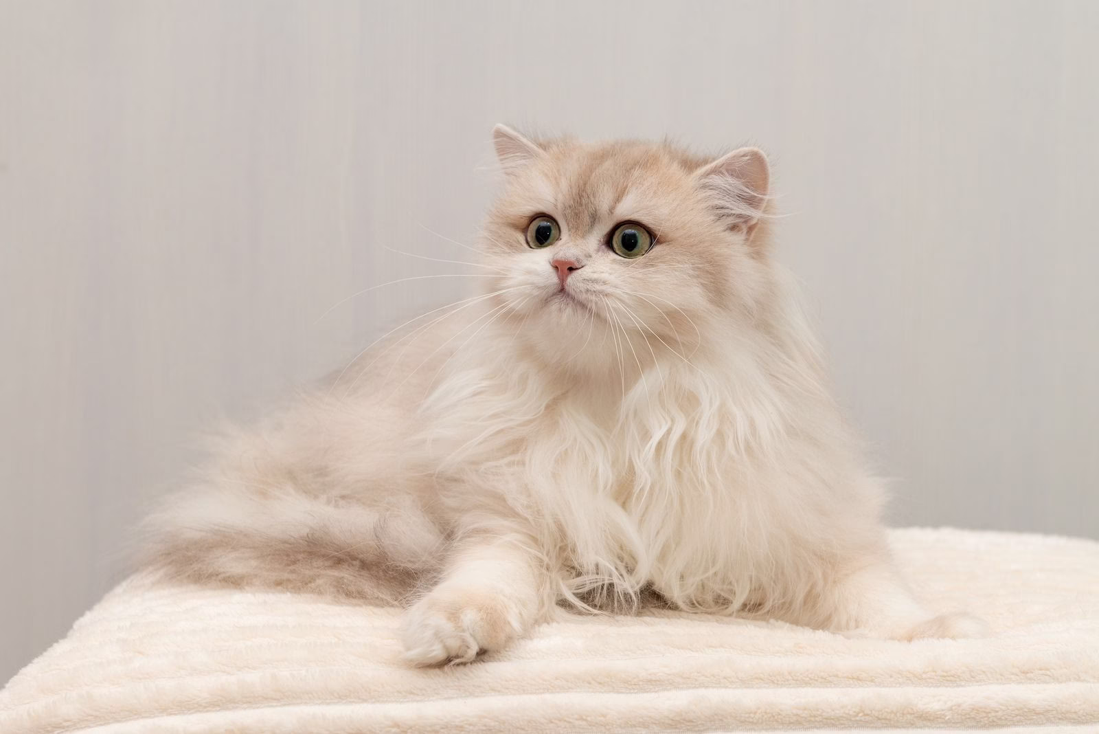 British Longhair Kitten – Male – 00397