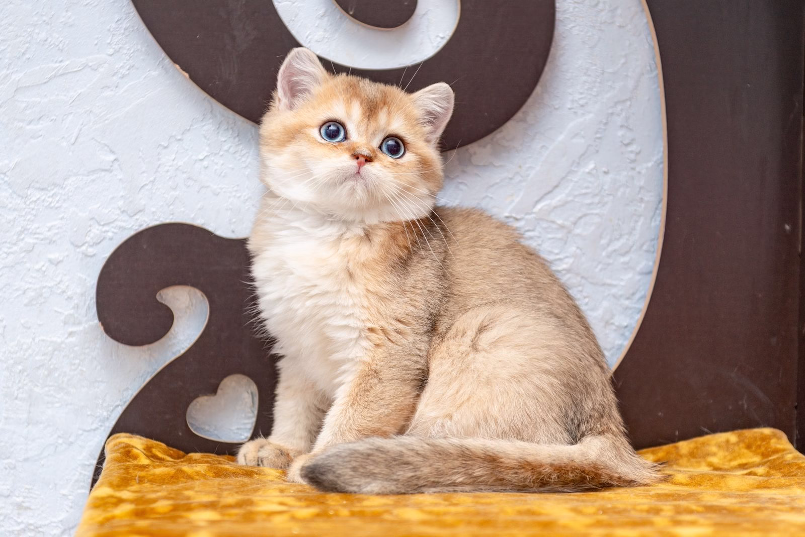 British Shorthair Kitten – Male – 00398