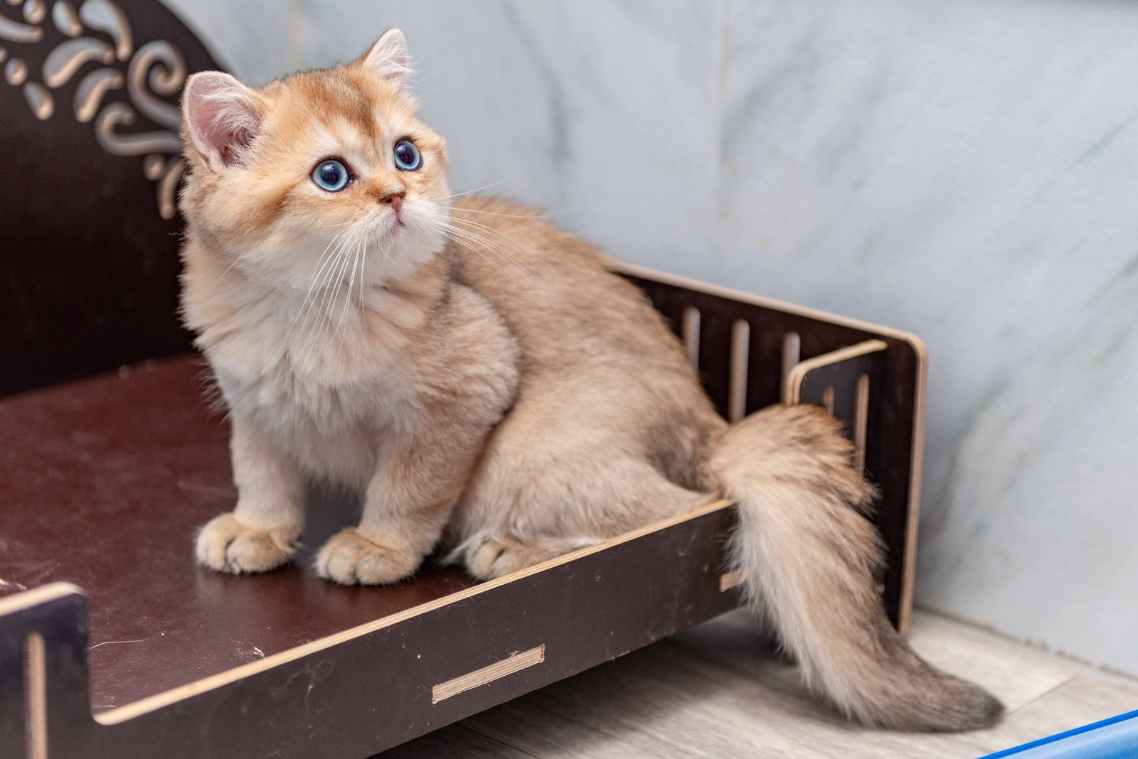 British Shorthair Kitten – Male – 00398 - Image 2