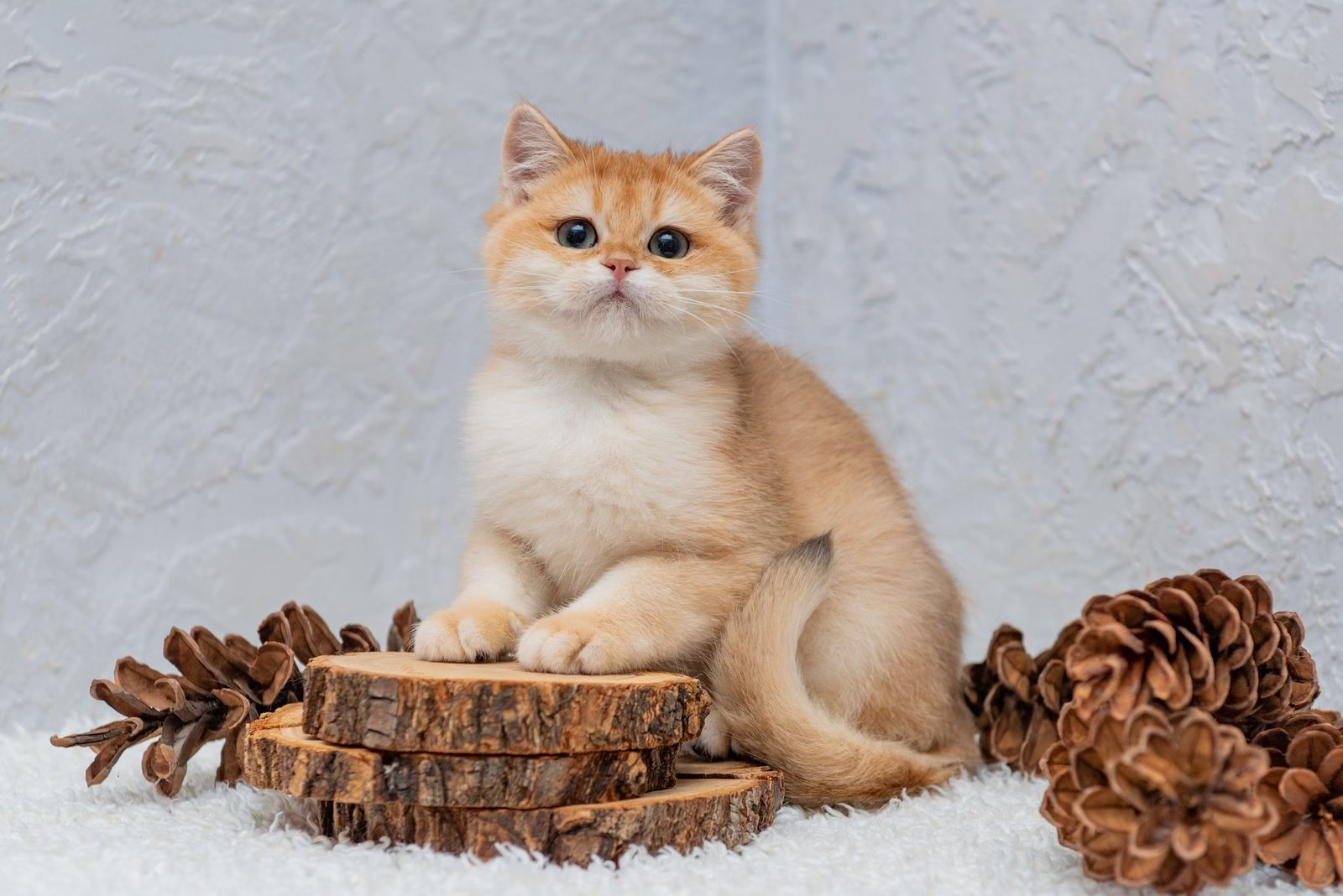 British Shorthair Kitten – Male – 00399 - Image 2