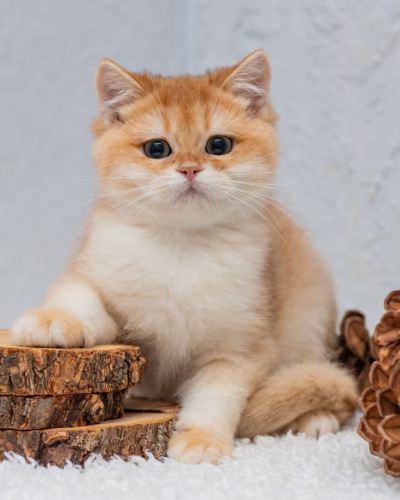 British Shorthair Kitten – Male – 00399