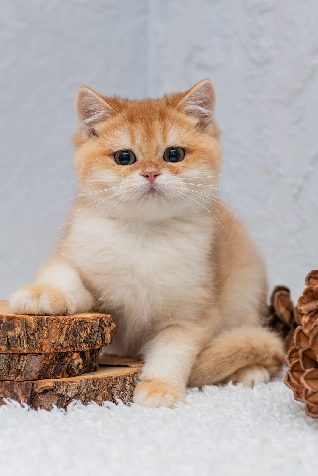 British Shorthair Kitten – Male – 00399