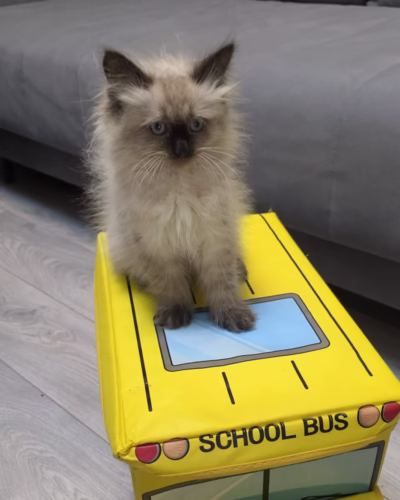 Siberian Kitten – Male – 00423