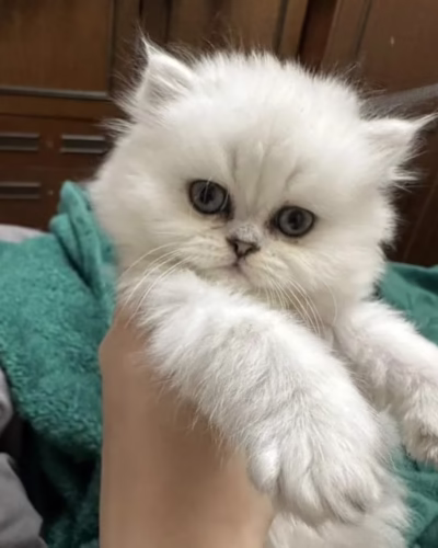 Persian Kitten – Female – 00434