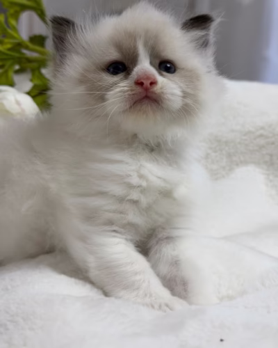 Ragdoll Kitten – Male – 00430