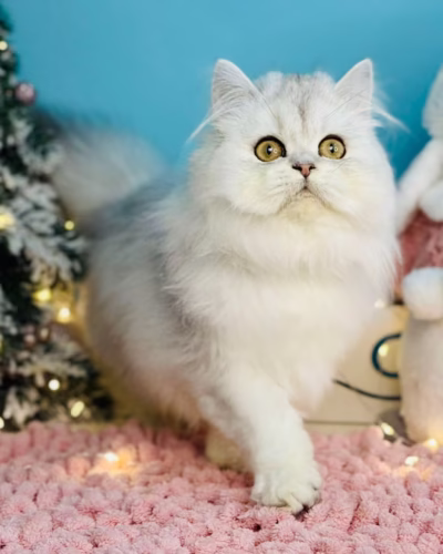 British Longhair Kitten – Male – 00414