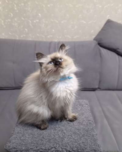 Siberian Kitten – Female – 00424