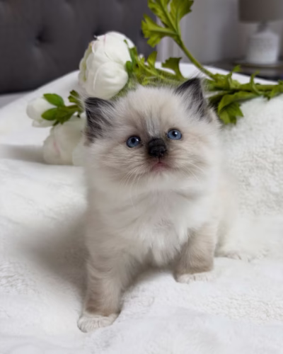 Ragdoll Kitten – Female – 00429