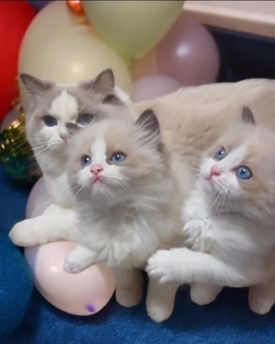 Ragdoll Kitten – Male – 00413