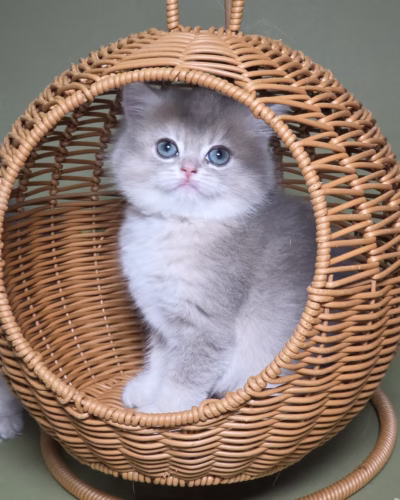 British Shorthair Kitten – Female – 00436