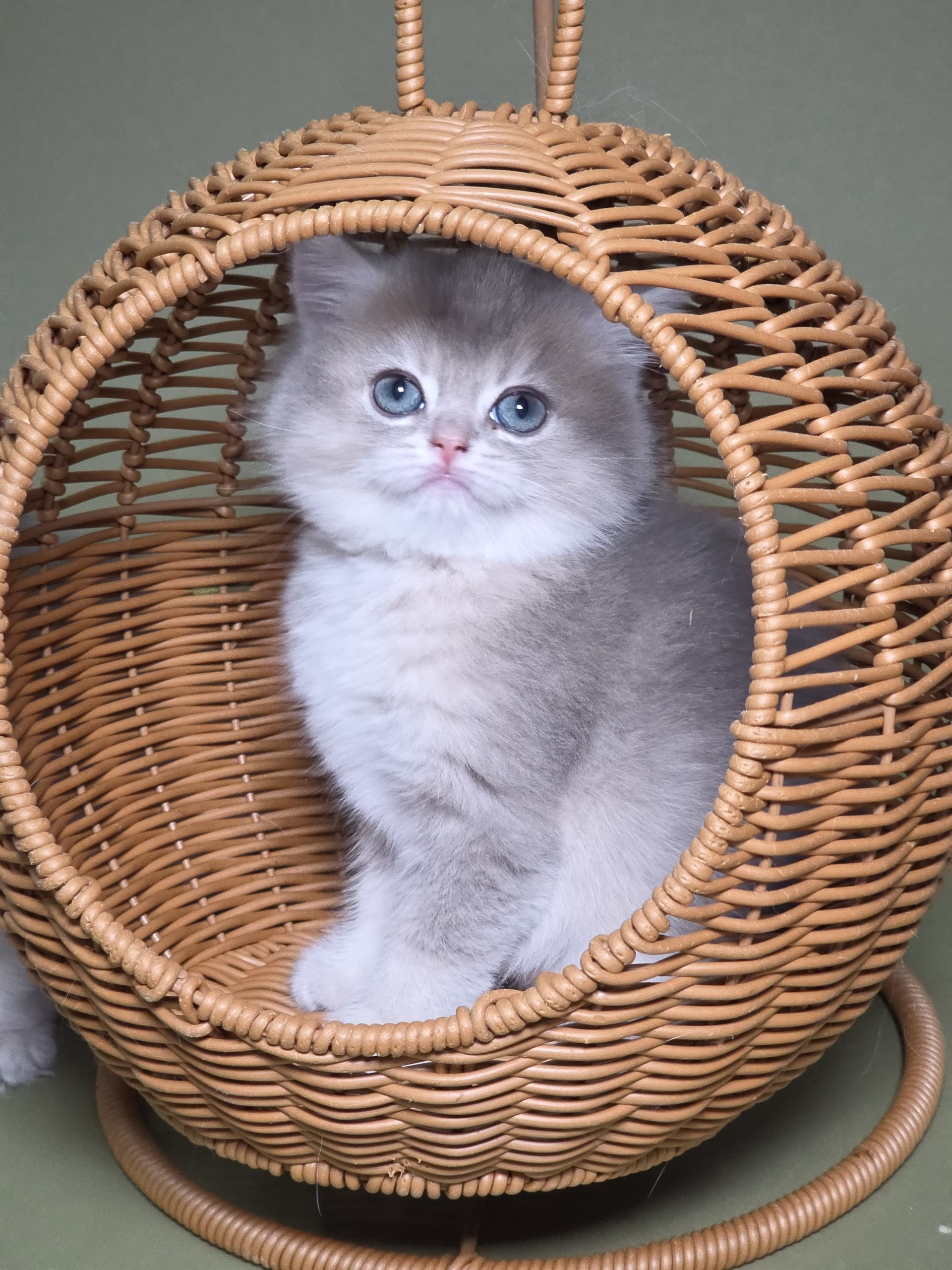 British Shorthair Kitten – Female – 00436