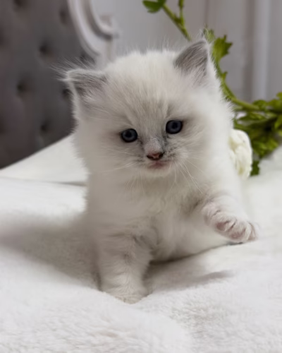 Ragdoll Kitten – Male – 00431