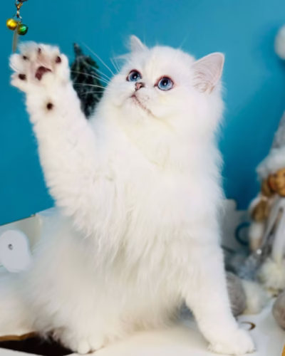 British Longhair Kitten – Male – 00415