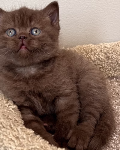 British Shorthair Kitten – Male – 00412