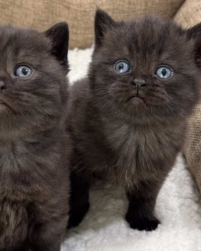 British Shorthair Kitten – Male – 00433