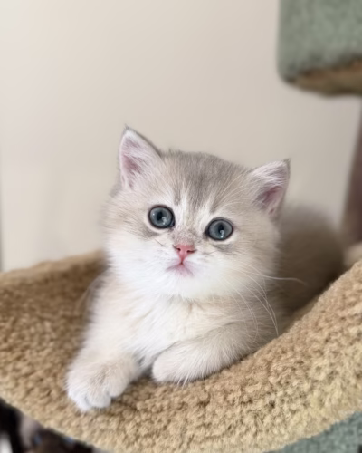 British Shorthair Kitten – Female – 00432