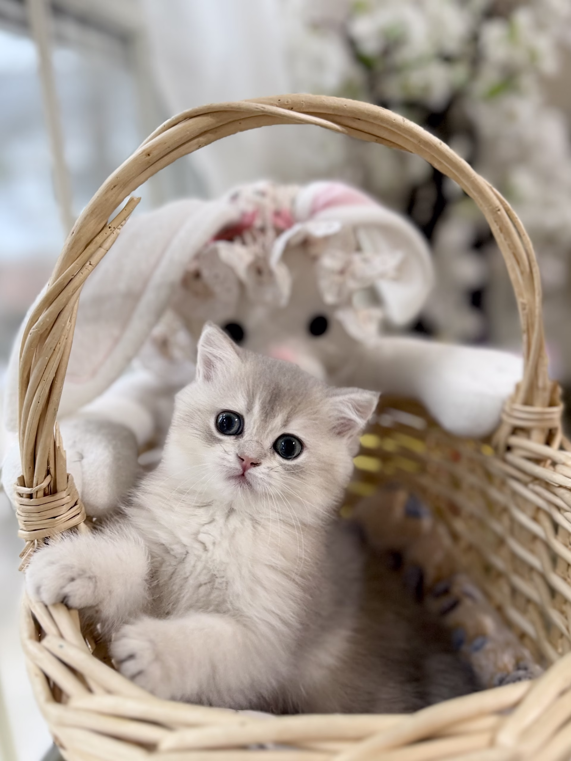 British Shorthair Kitten – Female – 00432 - Image 2