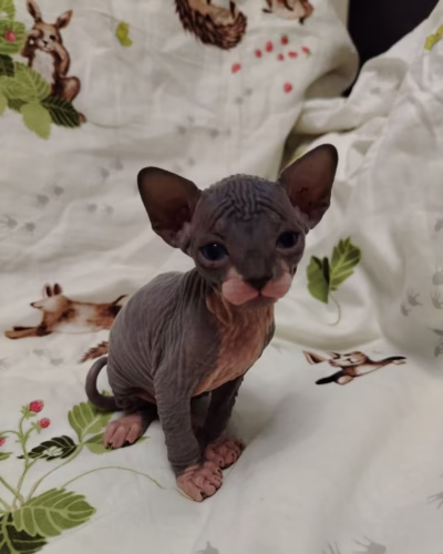 Sphynx Kitten – Male – 00419