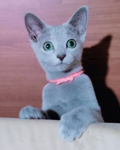 Russian Blue Kitten – Male – 00417