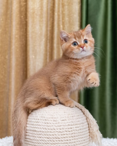 British Shorthair Kitten – Male – 00427