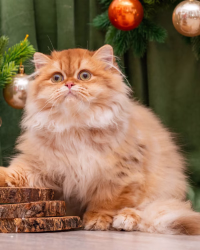 British Longhair Kitten – Male – 00425