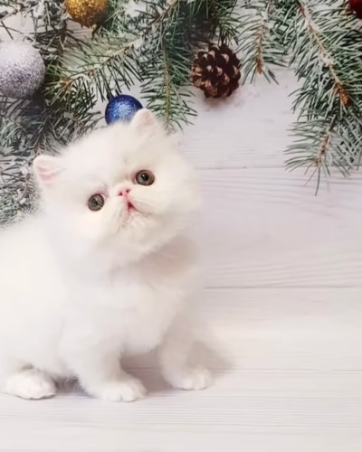 Persian Kitten – Male – 00435