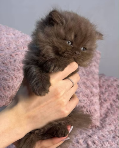 British Longhair Kitten – Male – 00421