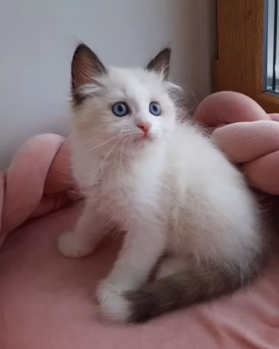 Ragdoll Kitten – Male – 00443