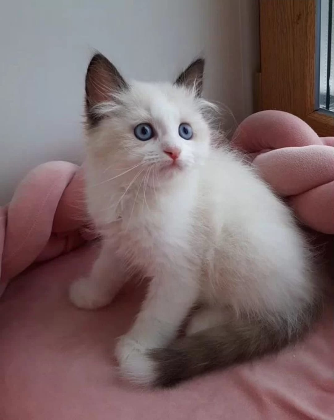 Ragdoll Kitten – Male – 00443