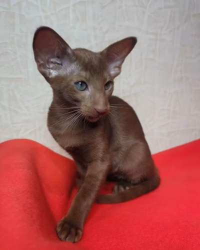 Oriental Kitten – Female – 00449
