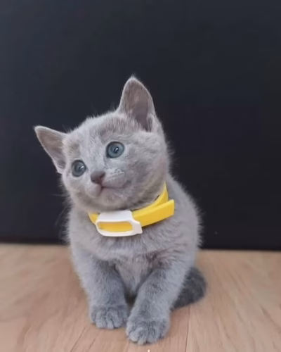 Russian Blue Kitten – Male – 00442