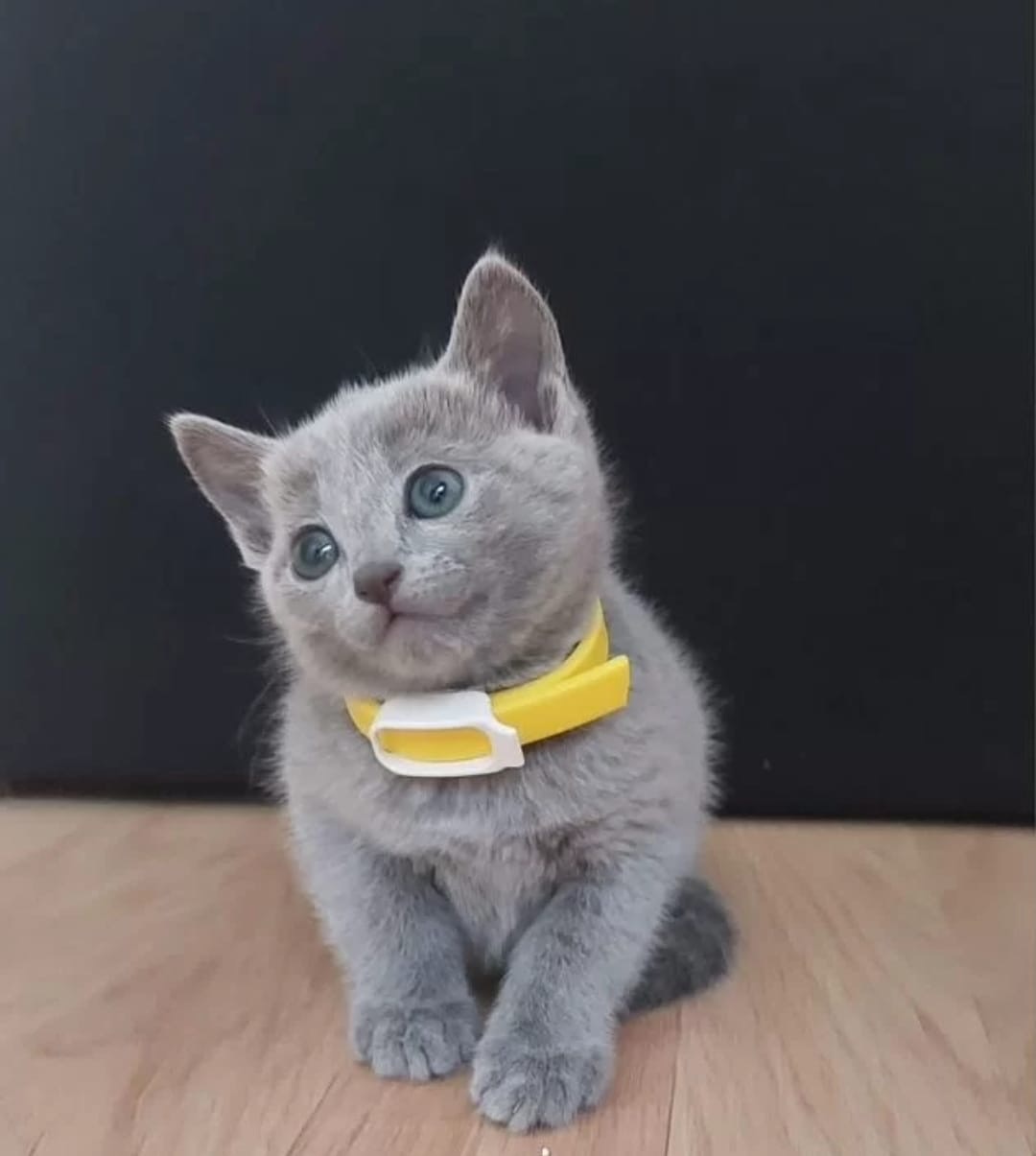 Russian Blue Kitten – Male – 00442