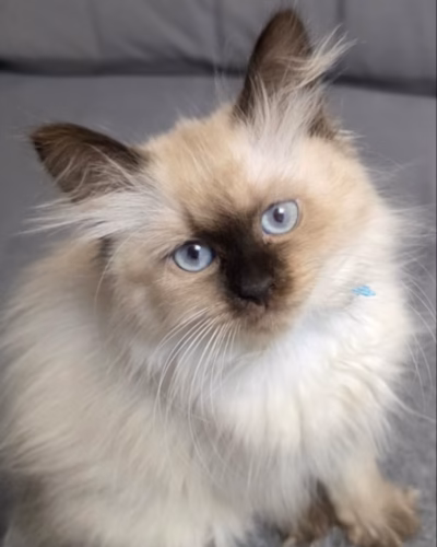 Siberian Kitten – Female – 00438