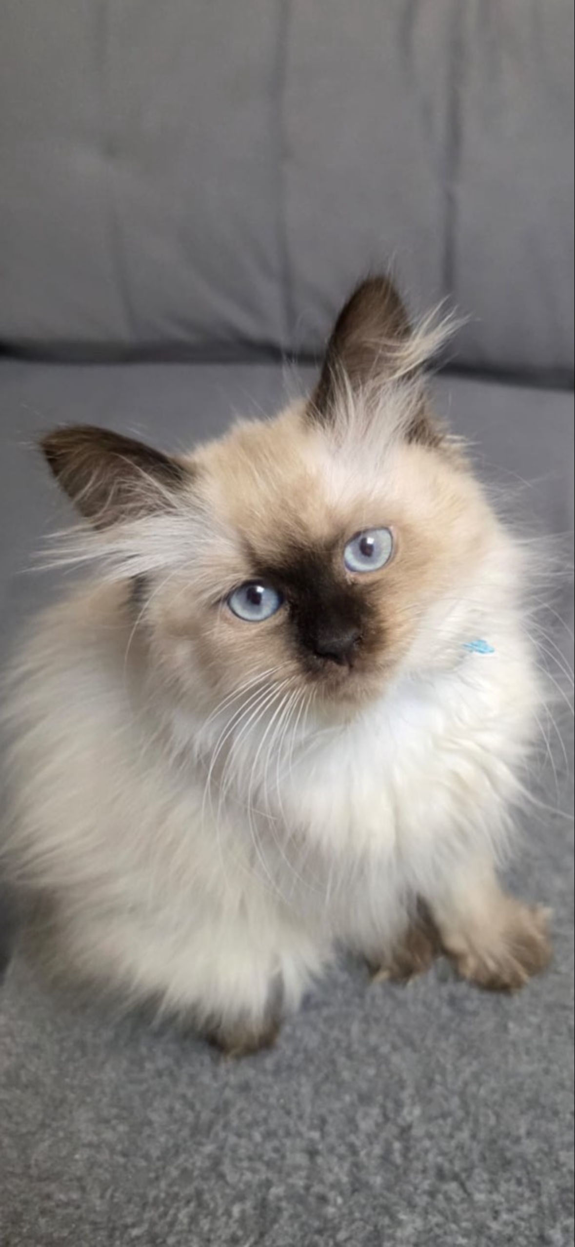 Siberian Kitten – Female – 00438