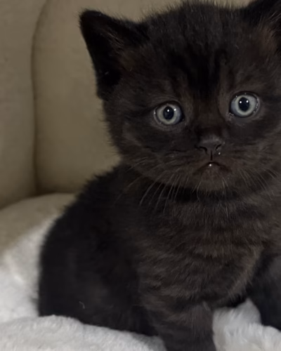 British Shorthair Kitten – Male – 00440