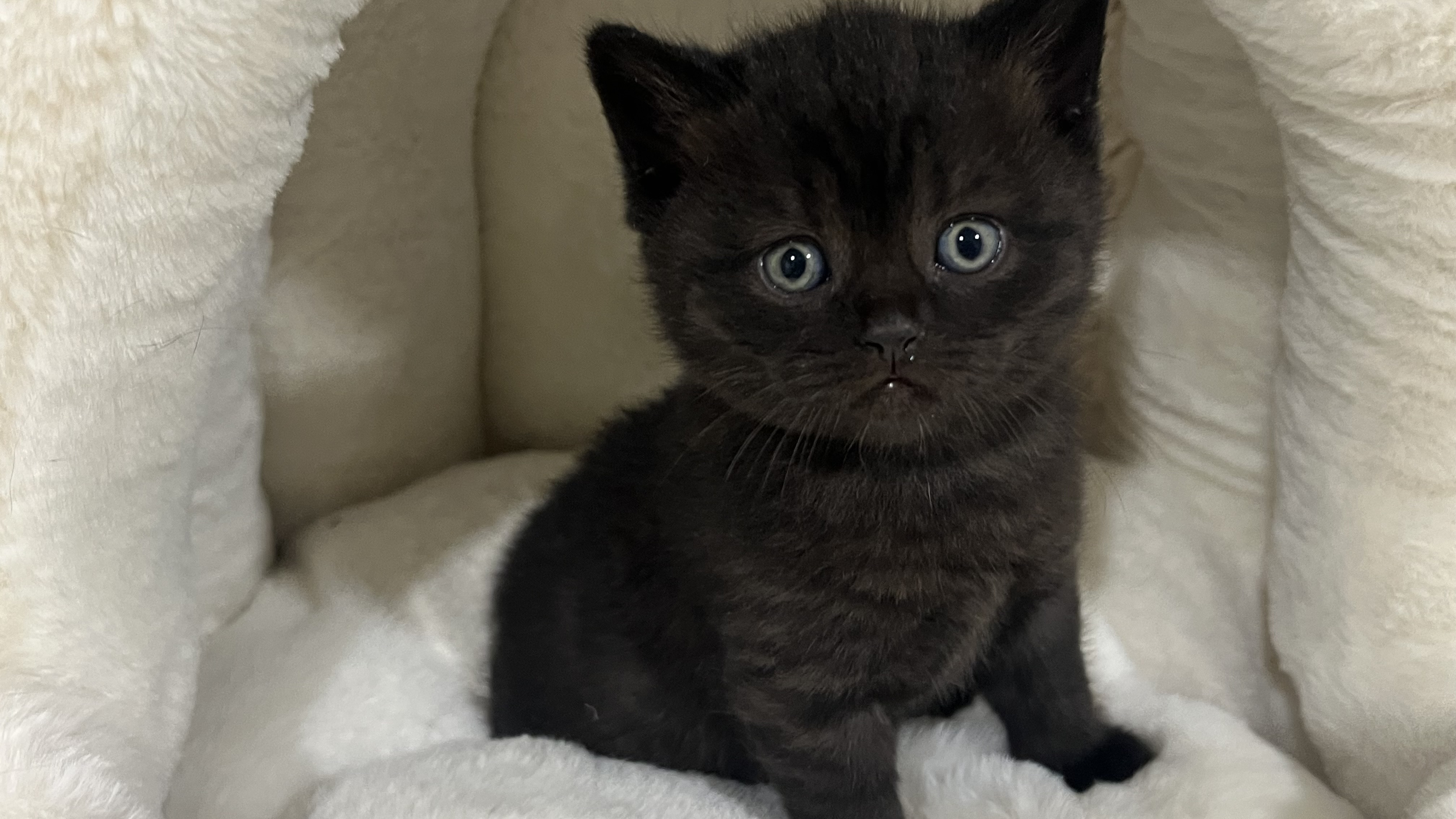 British Shorthair Kitten – Male – 00440
