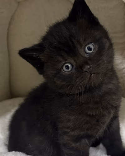 British Shorthair Kitten – Female – 00439