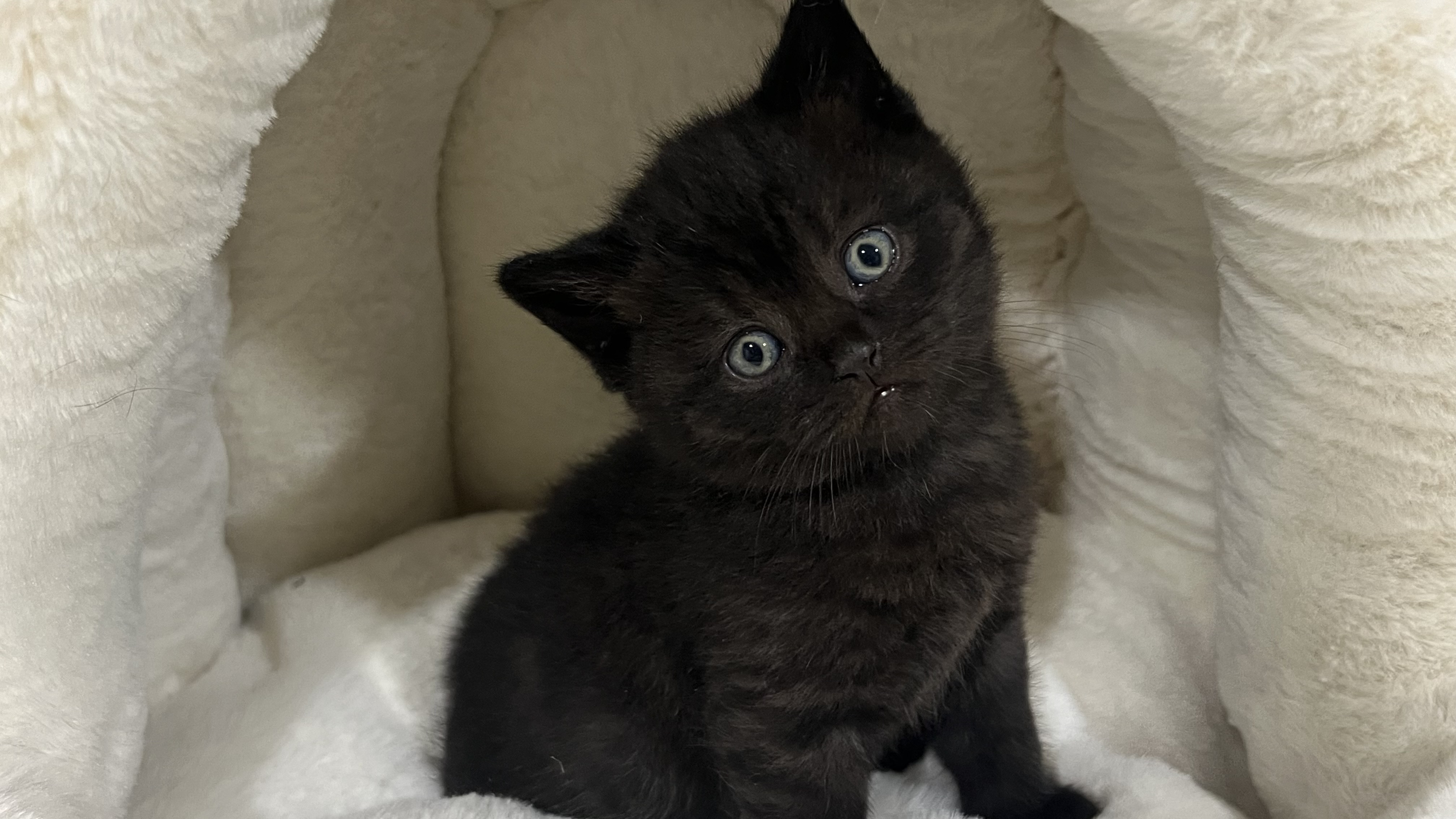 British Shorthair Kitten – Female – 00439