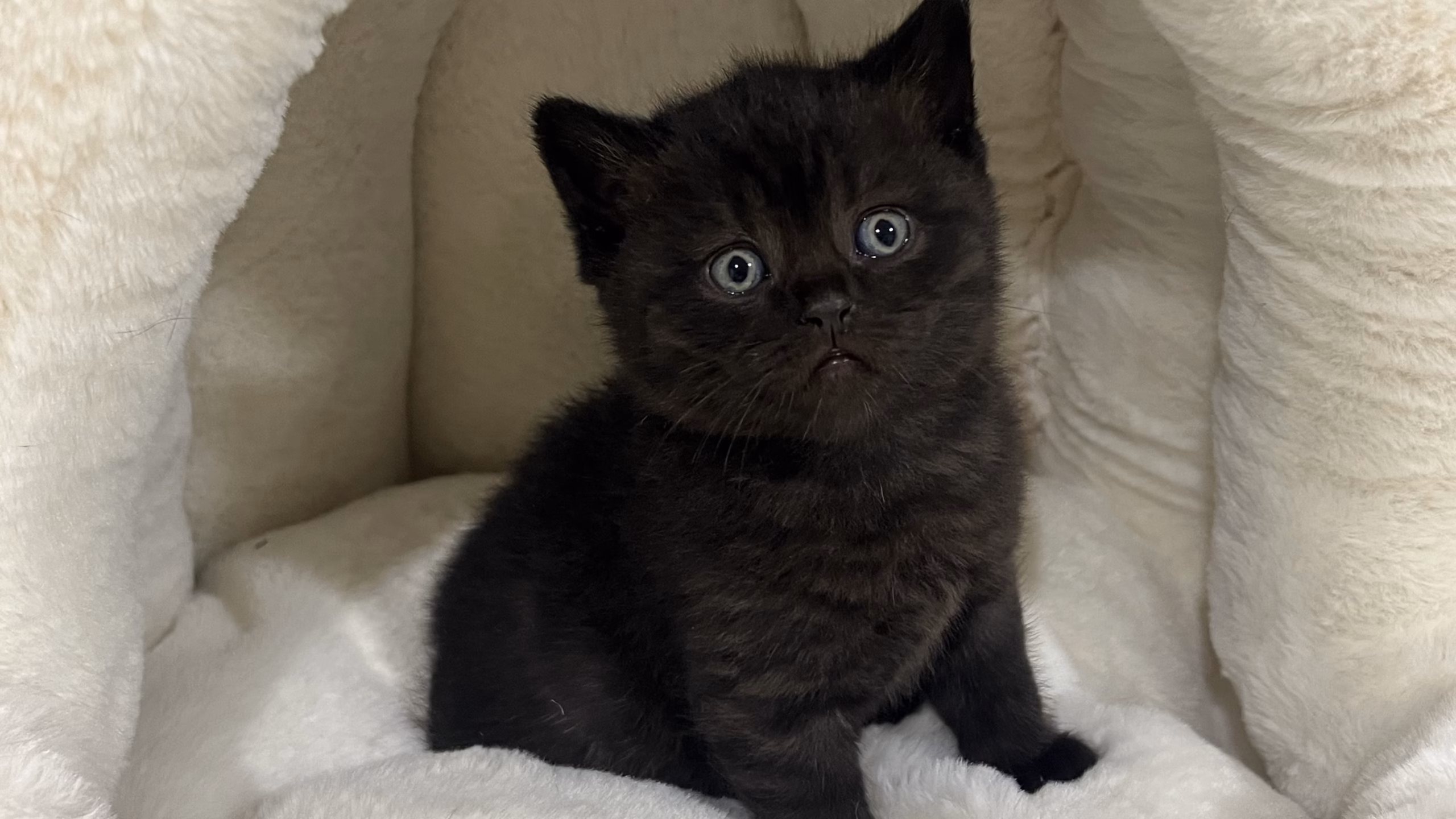 British Shorthair Kitten – Male – 00440 - Image 2